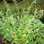 Calamintha nepeta Montrose White